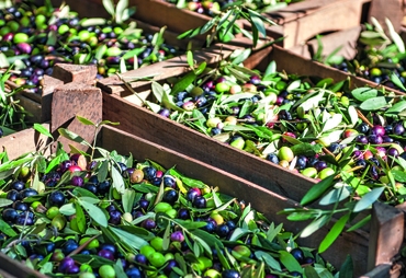 BONAMINI: OLIO EXTRAVERGINE D’OLIVA DI TRADIZIONE