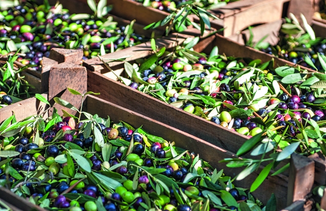 BONAMINI: OLIO EXTRAVERGINE D’OLIVA DI TRADIZIONE